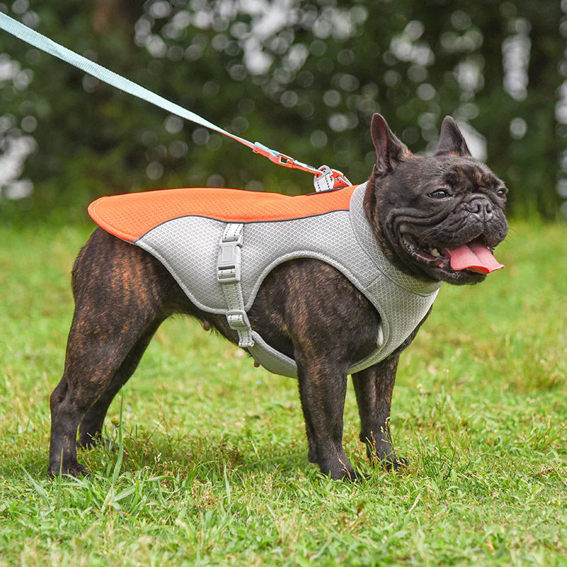 Gilet rafraîchissant pour animaux de compagnie